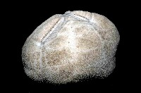 結實裂星海膽藏品圖，第3張