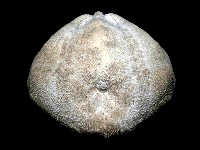 結實裂星海膽藏品圖，第4張