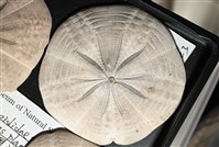 扁平蛛網海膽藏品圖，第2張