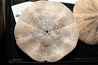 扁平蛛網海膽藏品圖，第3張