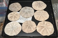 扁平蛛網海膽藏品圖，第4張