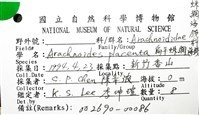 扁平蛛網海膽藏品圖，第16張