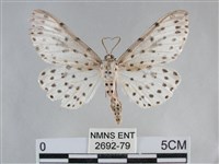 大胡麻斑星尺蛾藏品圖，第1張