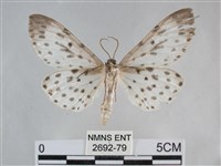 大胡麻斑星尺蛾藏品圖，第2張