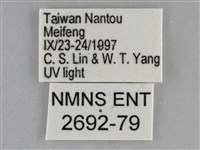 大胡麻斑星尺蛾藏品圖，第3張