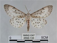 大胡麻斑星尺蛾藏品圖，第1張