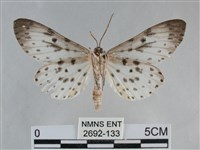 大胡麻斑星尺蛾藏品圖，第2張