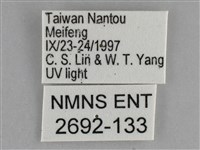 大胡麻斑星尺蛾藏品圖，第3張