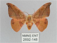 銀端帶鉤蛾藏品圖，第1張