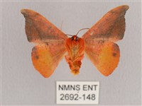 銀端帶鉤蛾藏品圖，第2張