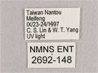 銀端帶鉤蛾藏品圖，第3張