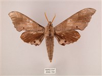 栗六點天蛾藏品圖，第1張