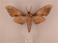 栗六點天蛾藏品圖，第2張