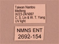 栗六點天蛾藏品圖，第3張