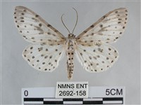 大胡麻斑星尺蛾藏品圖，第1張