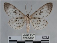 大胡麻斑星尺蛾藏品圖，第2張