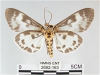 扭擬燈蛾藏品圖，第2張