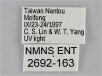 扭擬燈蛾藏品圖，第3張