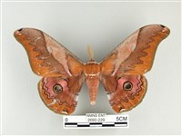 雙黑目天蠶蛾藏品圖，第1張