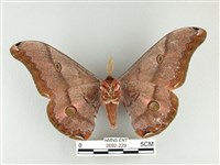 雙黑目天蠶蛾藏品圖，第2張