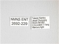 雙黑目天蠶蛾藏品圖，第3張