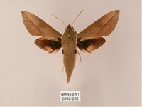 藏斜紋天蛾藏品圖，第1張