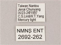 藏斜紋天蛾藏品圖，第3張