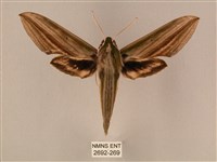 棕綠背線天蛾藏品圖，第1張