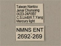 棕綠背線天蛾藏品圖，第3張