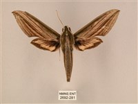 棕綠背線天蛾藏品圖，第1張