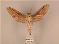 棕綠背線天蛾藏品圖，第2張