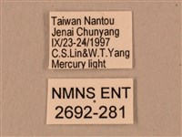 棕綠背線天蛾藏品圖，第3張