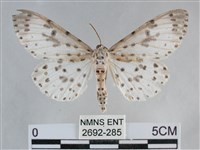 大胡麻斑星尺蛾藏品圖，第1張