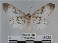 大胡麻斑星尺蛾藏品圖，第2張