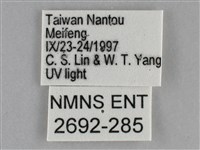 大胡麻斑星尺蛾藏品圖，第3張