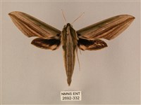 棕綠背線天蛾藏品圖，第1張