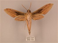 棕綠背線天蛾藏品圖，第2張