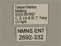 棕綠背線天蛾藏品圖，第3張