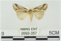 素木氏美波紋蛾藏品圖，第1張