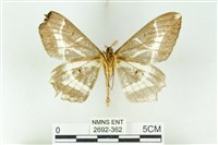 樹形尺蛾藏品圖，第2張