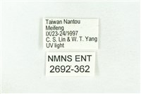 樹形尺蛾藏品圖，第3張