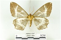 樹形尺蛾藏品圖，第2張