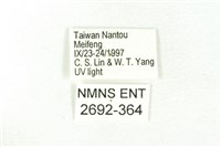 樹形尺蛾藏品圖，第3張