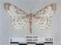 大胡麻斑星尺蛾藏品圖，第1張