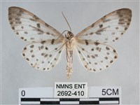 大胡麻斑星尺蛾藏品圖，第2張