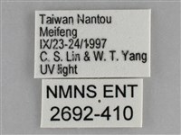 大胡麻斑星尺蛾藏品圖，第3張