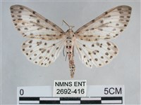 大胡麻斑星尺蛾藏品圖，第1張