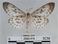 大胡麻斑星尺蛾藏品圖，第2張