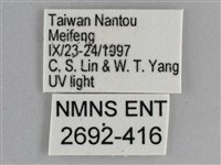 大胡麻斑星尺蛾藏品圖，第3張