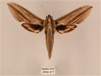 棕綠背線天蛾藏品圖，第1張